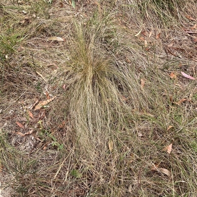 Nassella trichotoma (Serrated Tussock) at Hackett, ACT - 27 Dec 2024 by waltraud