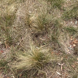 Nassella trichotoma at Hackett, ACT - 27 Dec 2024