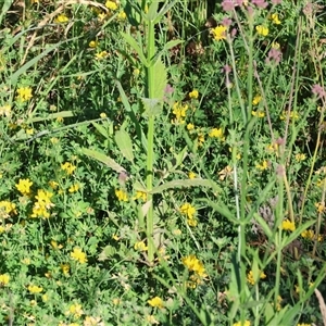 Lotus corniculatus at Wodonga, VIC - 25 Dec 2024 07:10 AM