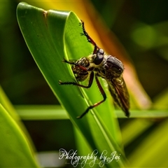 Neoaratus hercules (Herculean Robber Fly) at Kandos, NSW - 28 Dec 2024 by aussiejai