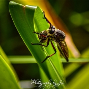 Unidentified Robber fly (Asilidae) at Kandos, NSW by aussiejai