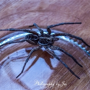 Tasmanicosa sp. (genus) (Unidentified Tasmanicosa wolf spider) at Kandos, NSW by aussiejai