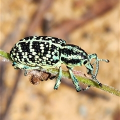 Chrysolopus spectabilis (Botany Bay Weevil) at Rendezvous Creek, ACT - 26 Dec 2024 by Otford