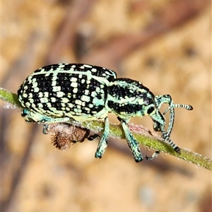 Chrysolopus spectabilis at Rendezvous Creek, ACT - 26 Dec 2024 11:42 AM