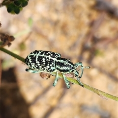 Chrysolopus spectabilis at Rendezvous Creek, ACT - 26 Dec 2024 11:42 AM