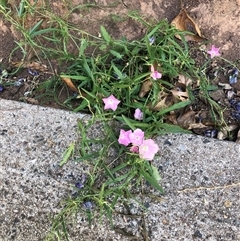 Convolvulus angustissimus subsp. angustissimus at Narrabundah, ACT - 28 Dec 2024