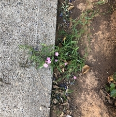 Convolvulus angustissimus subsp. angustissimus at Narrabundah, ACT - 28 Dec 2024