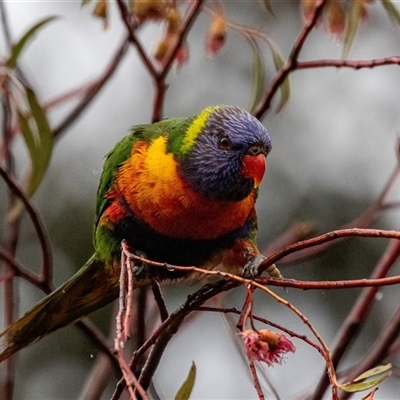 Trichoglossus moluccanus (Rainbow Lorikeet) at Broulee, NSW - 10 Oct 2019 by AlisonMilton