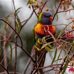 Trichoglossus moluccanus at Broulee, NSW - 11 Oct 2019