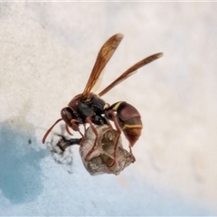 Polistes (Polistella) humilis (Common Paper Wasp) at Broulee, NSW - 11 Oct 2019 by AlisonMilton