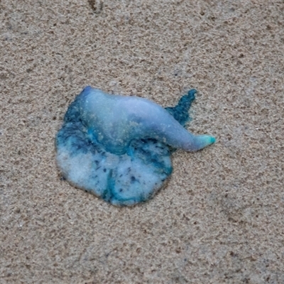 Physalia utriculus at Broulee, NSW - 10 Oct 2019 by AlisonMilton