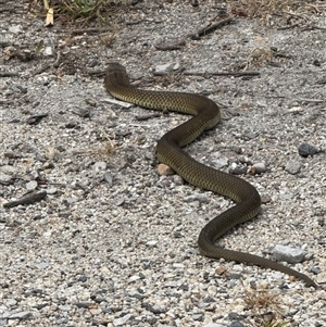 Pseudonaja textilis at Yanakie, VIC by Louisab