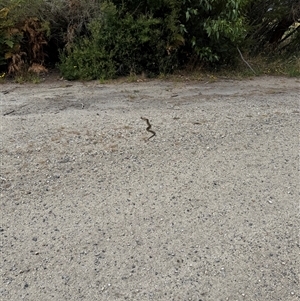 Austrelaps sp. at suppressed - suppressed