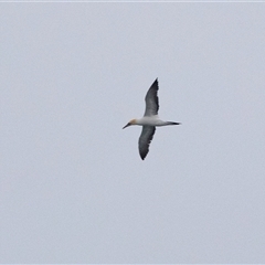 Morus serrator (Australasian Gannet) at Broulee, NSW - 10 Oct 2019 by AlisonMilton