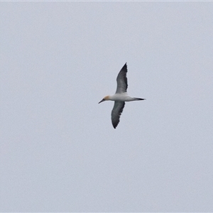 Morus serrator (Australasian Gannet) at Broulee, NSW by AlisonMilton