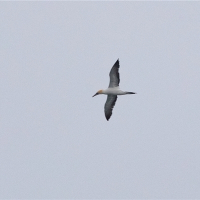 Morus serrator (Australasian Gannet) at Broulee, NSW - 11 Oct 2019 by AlisonMilton