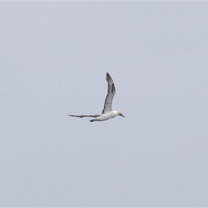 Morus serrator at Broulee, NSW - 11 Oct 2019 06:57 AM