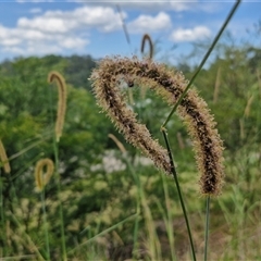 Setaria sphacelata (South African Pigeon Grass) at Bellthorpe, QLD - 28 Dec 2024 by trevorpreston