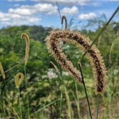 Setaria sphacelata at Bellthorpe, QLD - 28 Dec 2024 02:10 PM