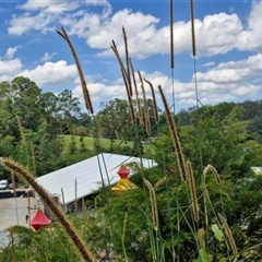 Setaria sphacelata at Bellthorpe, QLD - 28 Dec 2024 02:10 PM