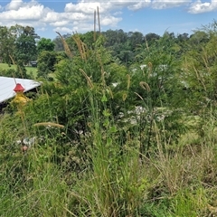 Setaria sphacelata at Bellthorpe, QLD - 28 Dec 2024 02:10 PM