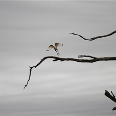 Threskiornis molucca (Australian White Ibis) at Young, NSW - 27 Dec 2024 by VanceLawrence