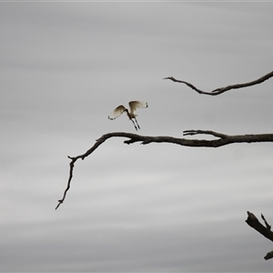 Threskiornis molucca (Australian White Ibis) at Young, NSW by VanceLawrence