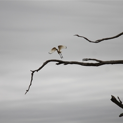 Threskiornis molucca at Young, NSW - 27 Dec 2024 by VanceLawrence