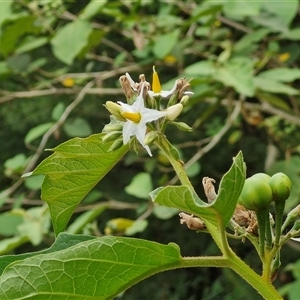 Solanum chrysotrichum (Giant Devil Fig) at Bellthorpe, QLD by trevorpreston