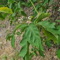 Solanum chrysotrichum at Bellthorpe, QLD - 28 Dec 2024 02:09 PM