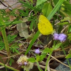 Unidentified White & Yellow (Pieridae) at Bellthorpe, QLD - 28 Dec 2024 by trevorpreston