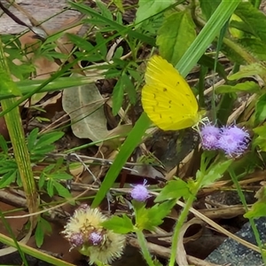 Unidentified White & Yellow (Pieridae) at Bellthorpe, QLD by trevorpreston