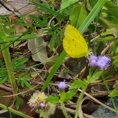 Unidentified White & Yellow (Pieridae) at Bellthorpe, QLD - 28 Dec 2024 by trevorpreston