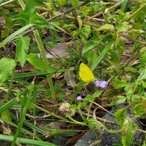 Eurema sp. (Genus) at Bellthorpe, QLD - 28 Dec 2024 02:07 PM