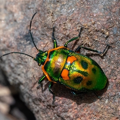 Scutiphora pedicellata (Metallic Jewel Bug) at Narrawallee, NSW - 28 Dec 2024 by Jek