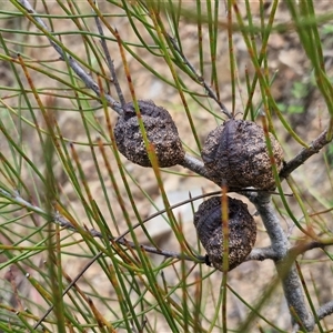 Hakea actites at Bellthorpe, QLD - 28 Dec 2024