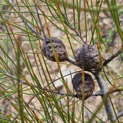 Hakea actites (Mulloway Needle Bush) at Bellthorpe, QLD - 28 Dec 2024 by trevorpreston