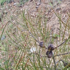 Hakea actites at Bellthorpe, QLD - 28 Dec 2024