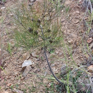 Hakea actites at Bellthorpe, QLD - 28 Dec 2024