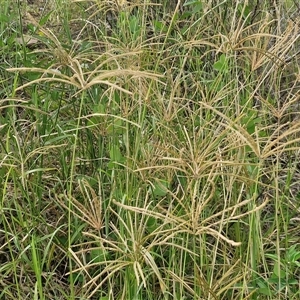 Chloris gayana at Bellthorpe, QLD - 28 Dec 2024