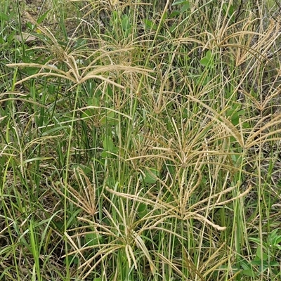 Chloris gayana (Rhodes Grass) at Bellthorpe, QLD - 28 Dec 2024 by trevorpreston