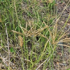 Chloris gayana at Bellthorpe, QLD - 28 Dec 2024