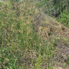 Chloris gayana at Bellthorpe, QLD - 28 Dec 2024