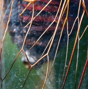 Thopha saccata at Narrawallee, NSW - 28 Dec 2024