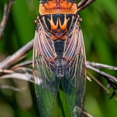 Thopha saccata at Narrawallee, NSW - 28 Dec 2024