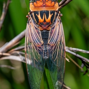 Thopha saccata at Narrawallee, NSW - 28 Dec 2024