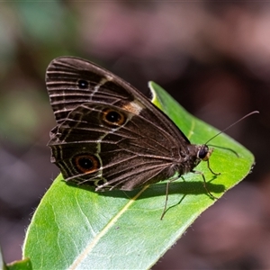 Tisiphone abeona (Varied Sword-grass Brown) at Narrawallee, NSW by Jek