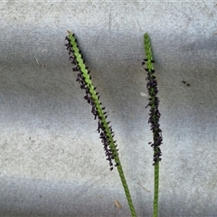 Paspalum notatum (Bahia Grass) at Stanmore, QLD - 28 Dec 2024 by trevorpreston