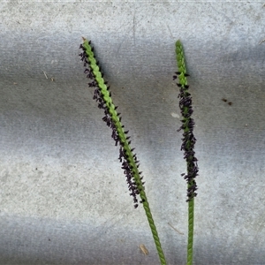 Paspalum notatum at Stanmore, QLD - 28 Dec 2024