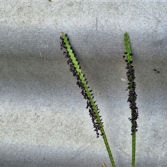 Paspalum notatum at Stanmore, QLD - 28 Dec 2024 01:55 PM